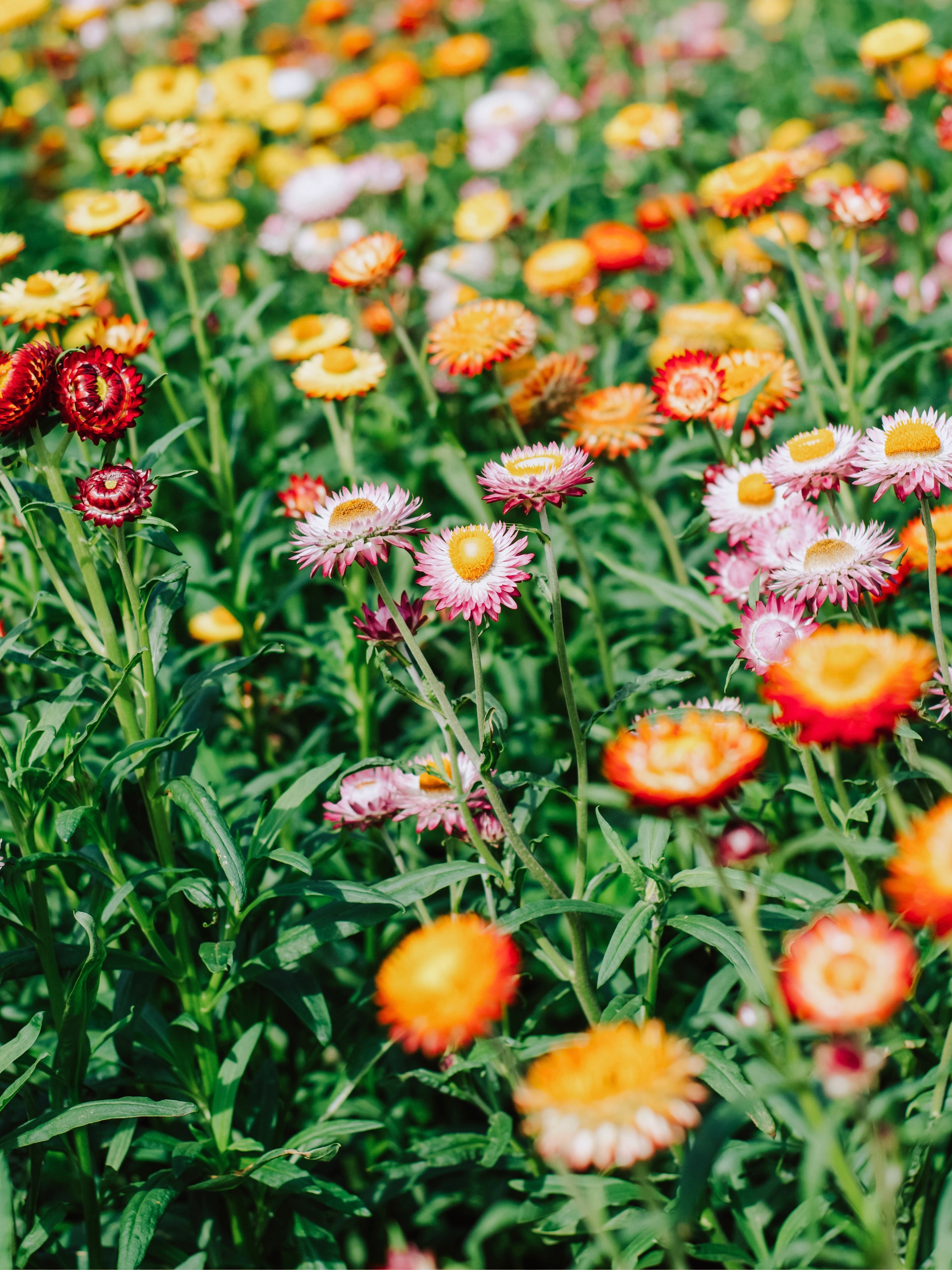 Helichrysum bracteatum 'mix'-Angelo