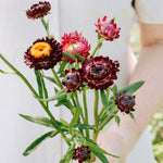 Helichrysum bracteatum 'purple-red'-Angelo