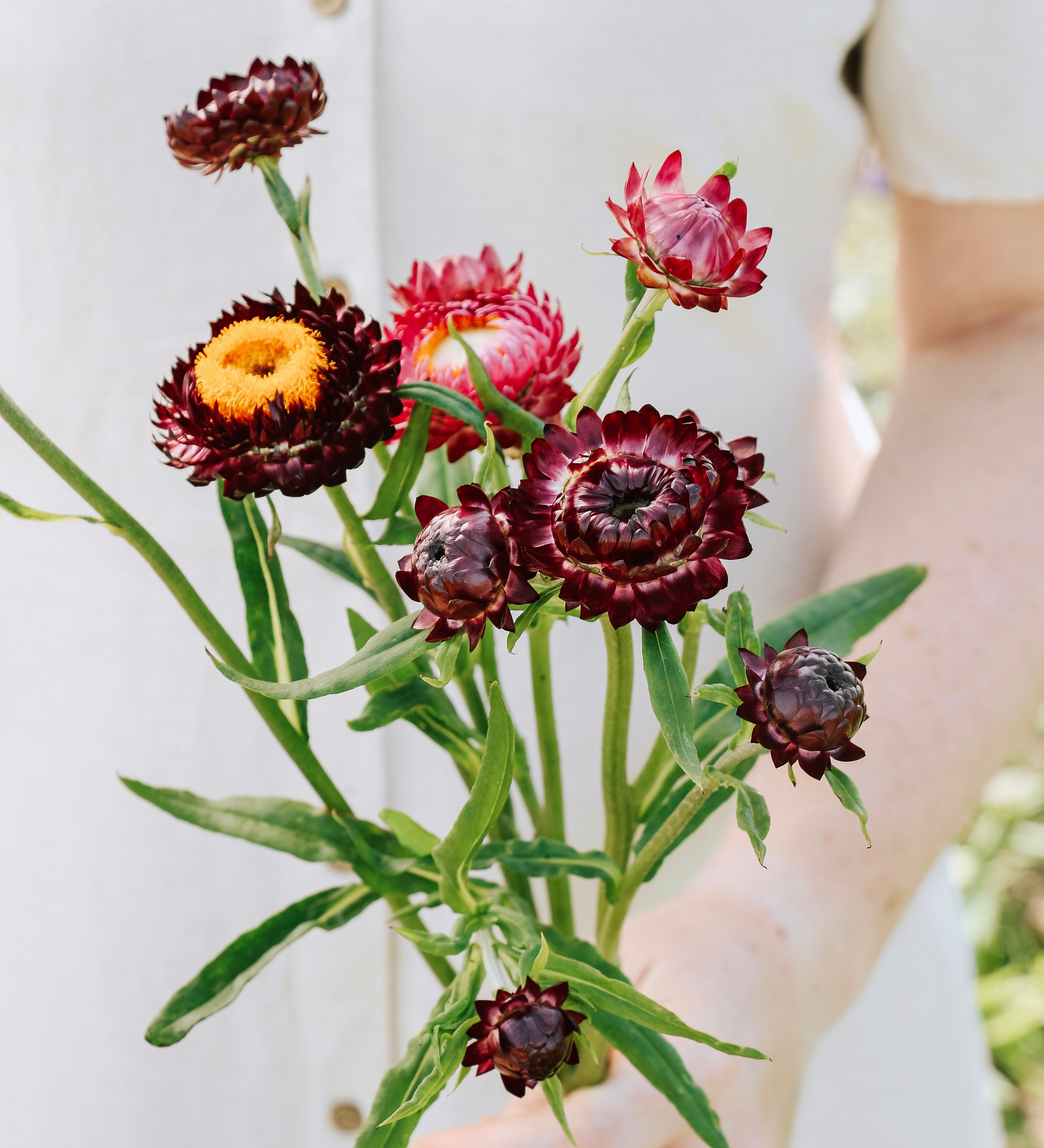 Helichrysum bracteatum 'purple-red'-Angelo