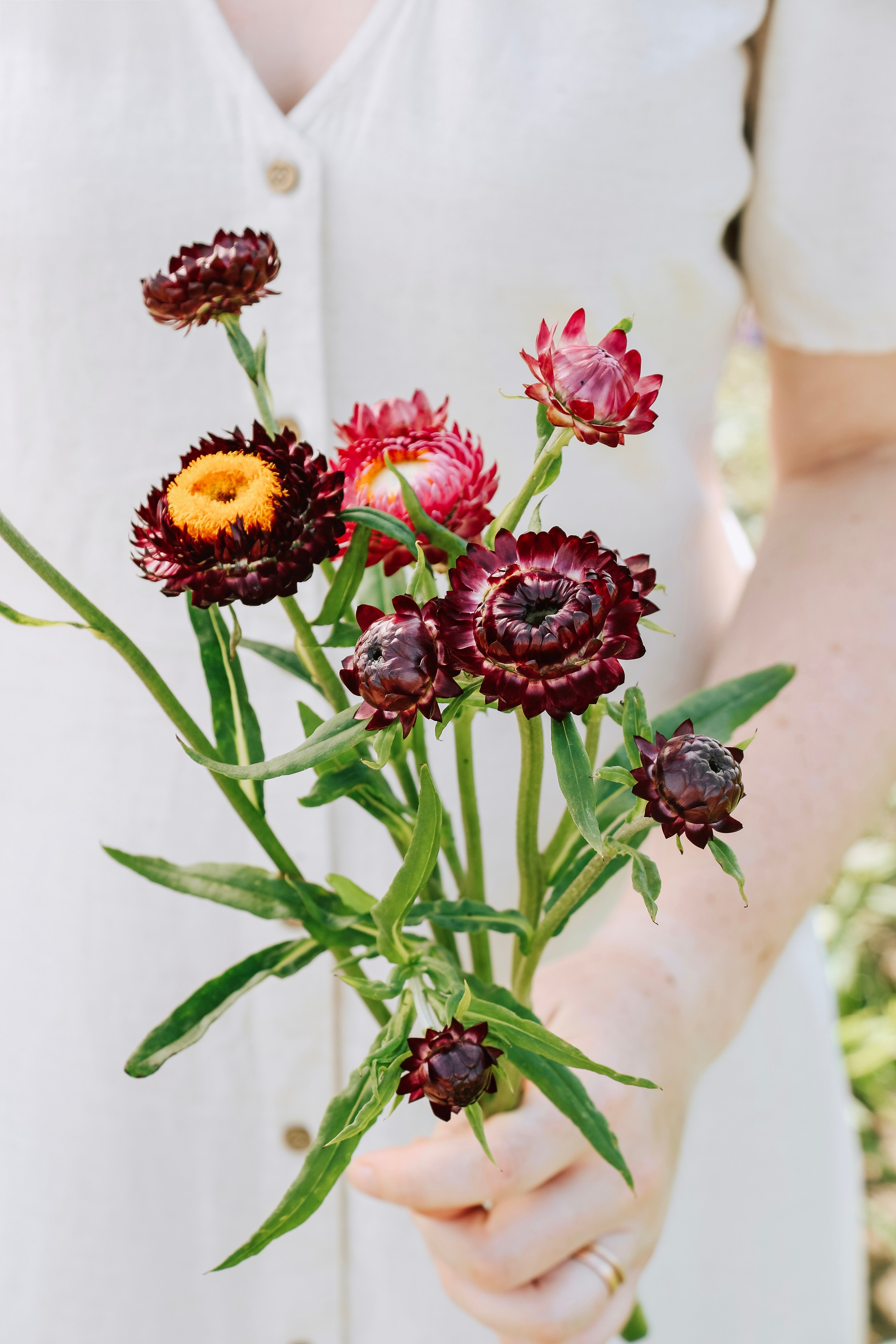 Helichrysum bracteatum 'purple-red'-Angelo