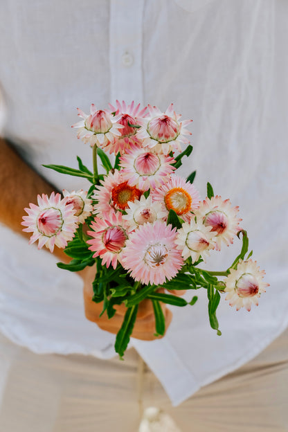 Helichrysum bracteatum &