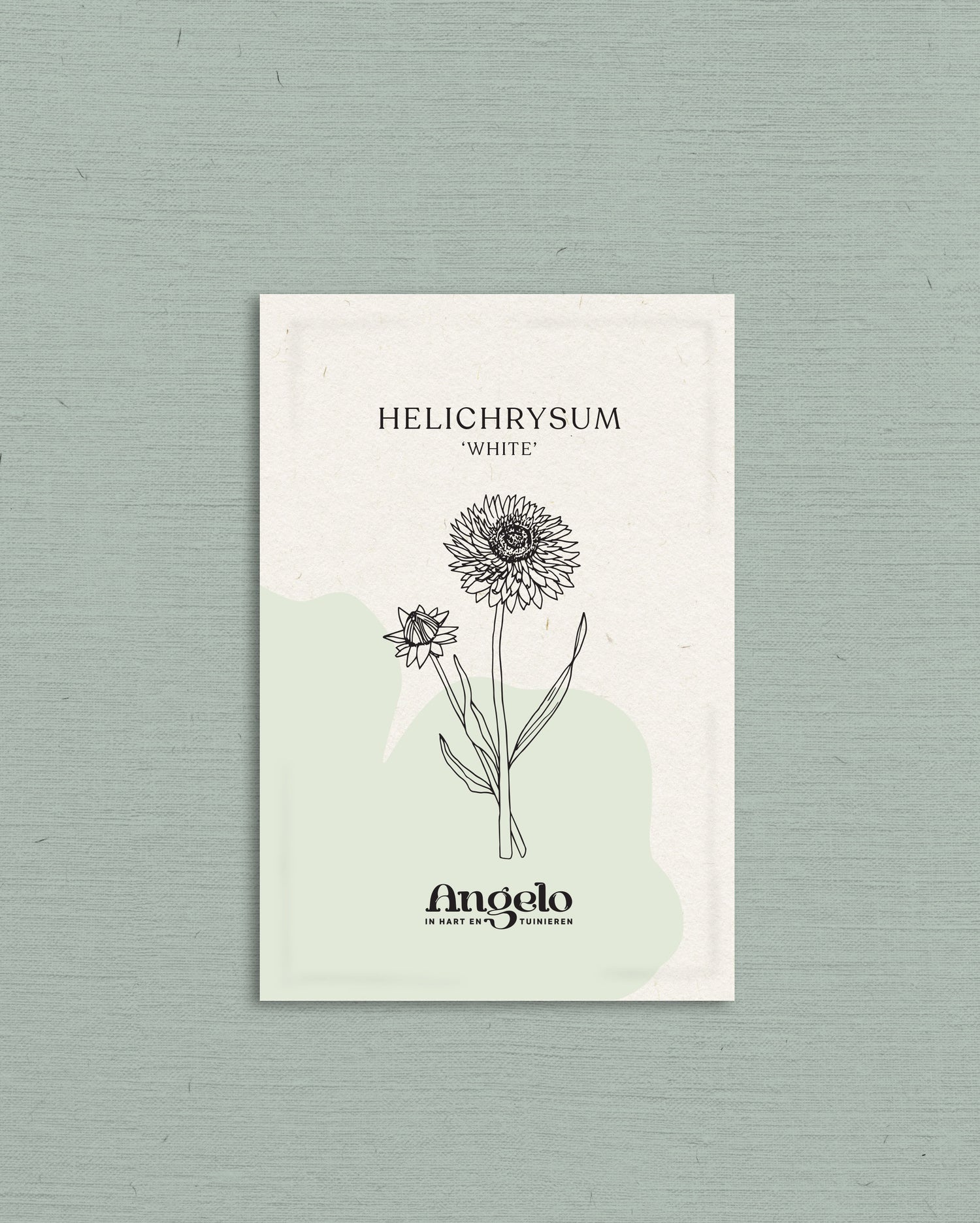 Helichrysum bracteatum &