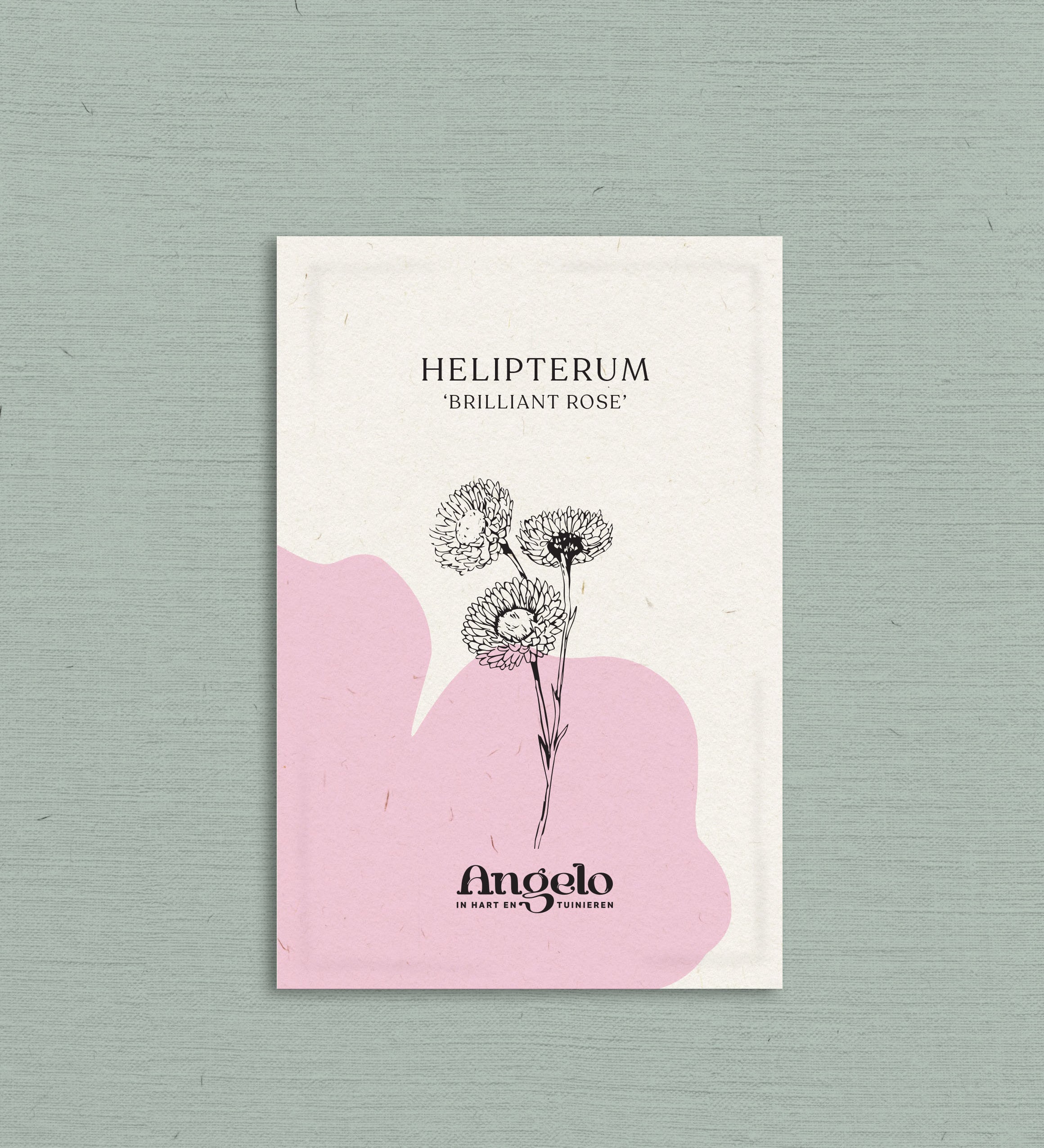 Helipterum roseum 'Brilliant Rose'-Angelo