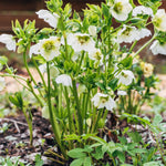 Helleborus orientalis 'Pretty Ellen White' - nieskruid vaste plant