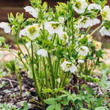 Helleborus orientalis 'Pretty Ellen White' - nieskruid vaste plant