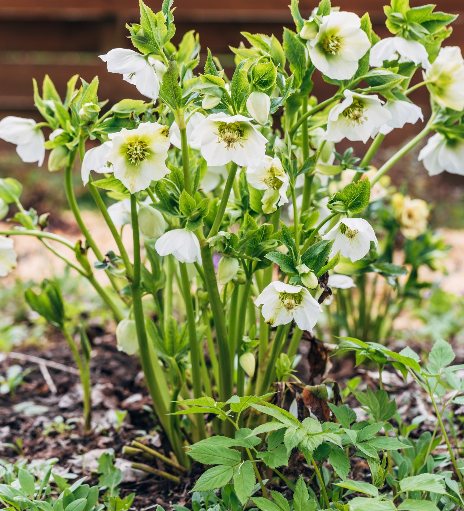 Helleborus orientalis 'Pretty Ellen White' - nieskruid vaste plant
