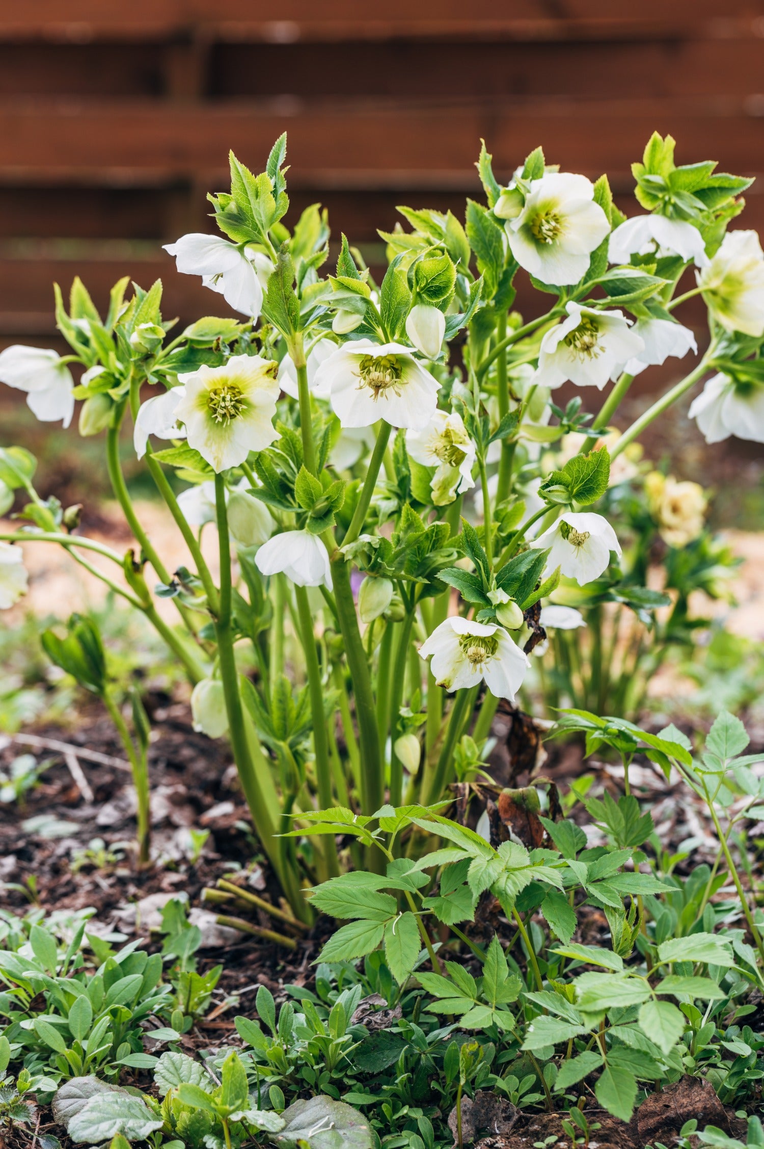 Helleborus orientalis 'Pretty Ellen White' - nieskruid vaste plant