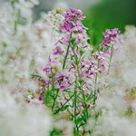 Hesperis matronalis 'Mixture'-Angelo