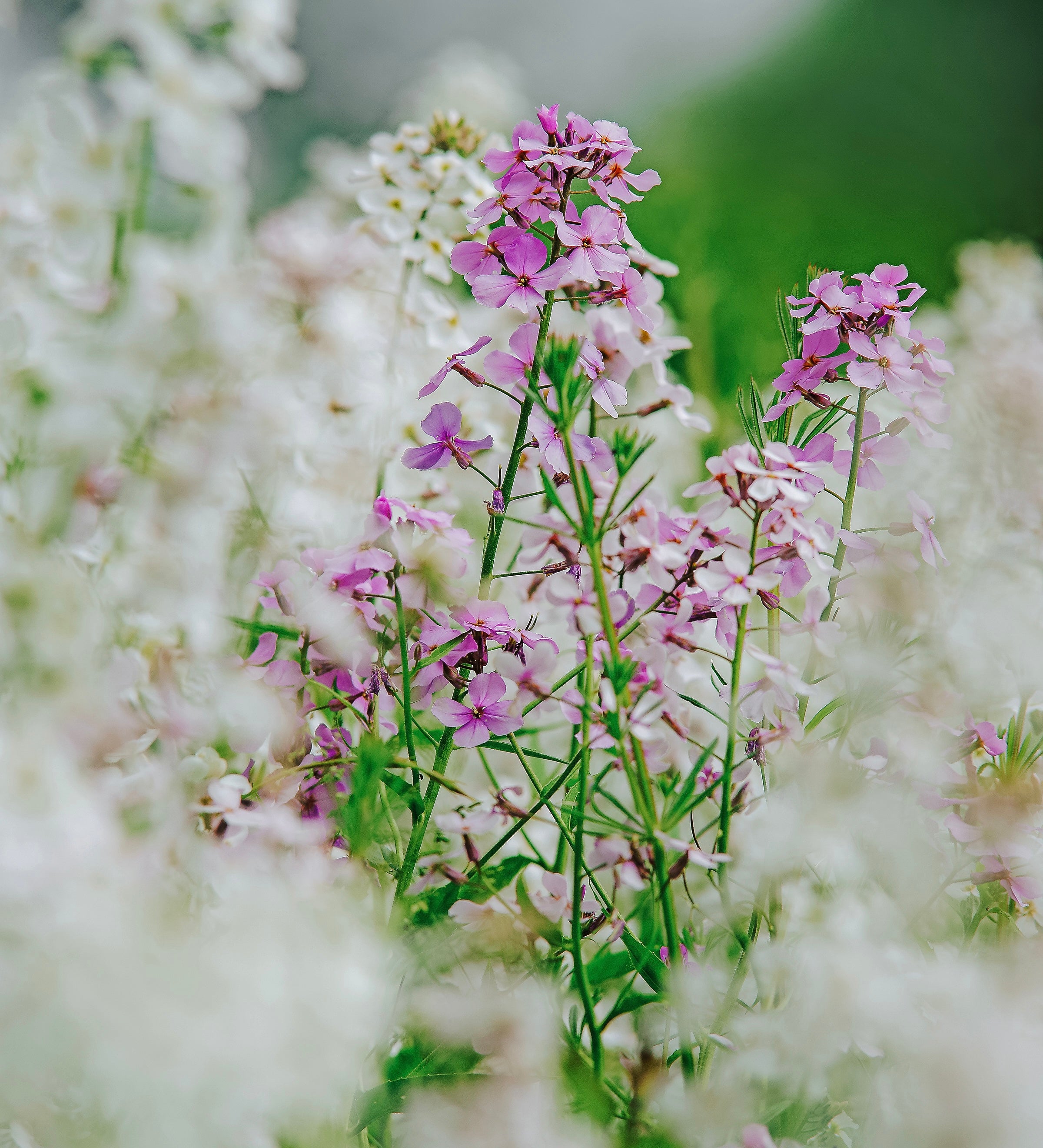 Hesperis matronalis 'Mixture'-Angelo