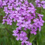 Hesperis matronalis 'violet'-Angelo