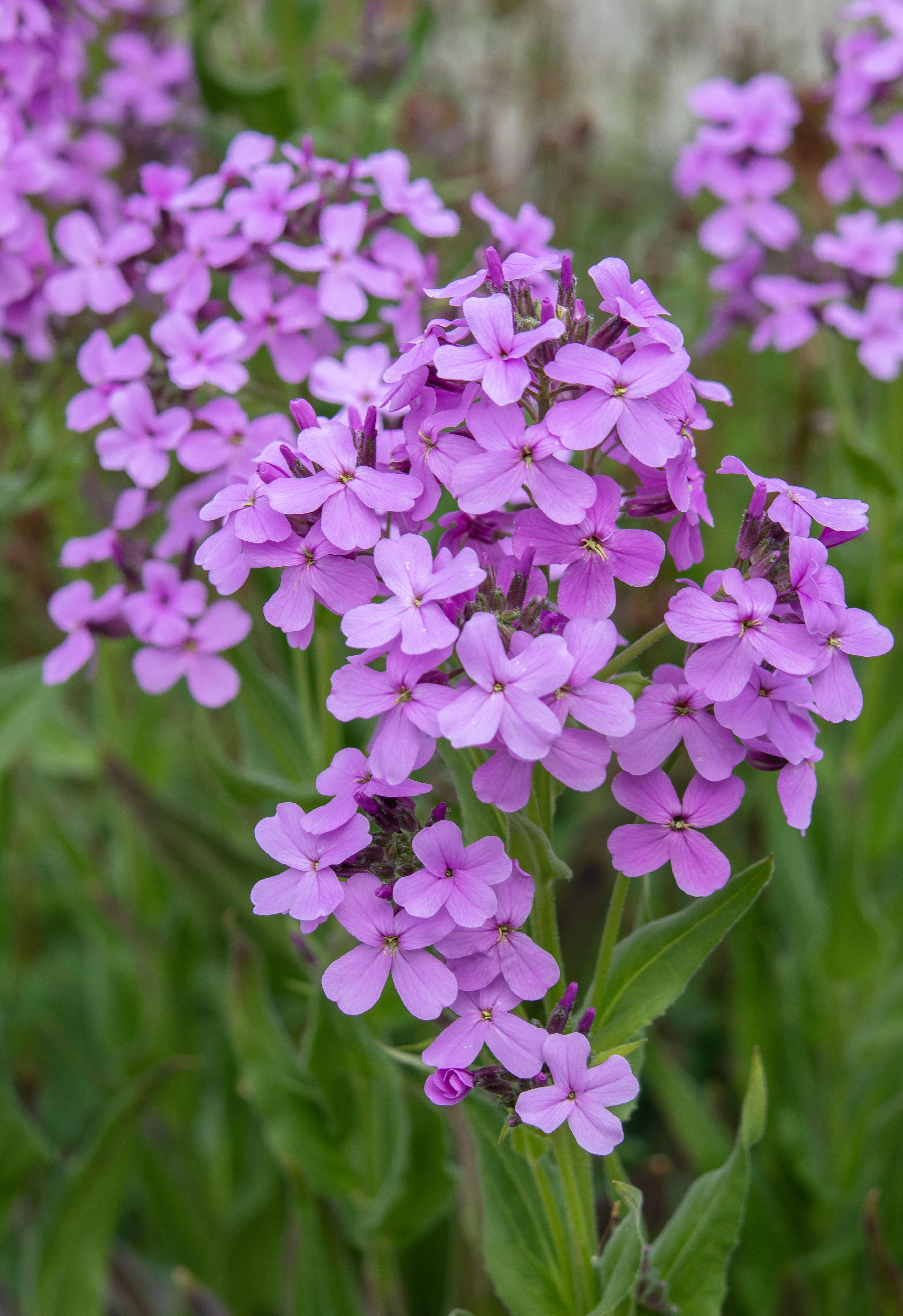 Hesperis matronalis 'violet'-Angelo