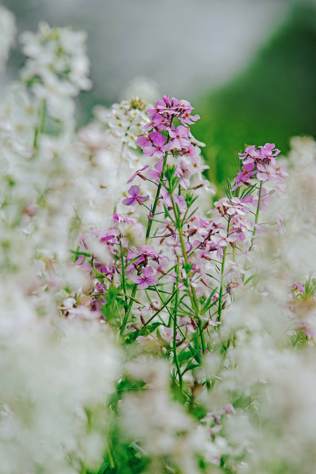 Hesperis matronalis &