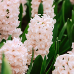 Hyacinthus orientalis 'China Pink'