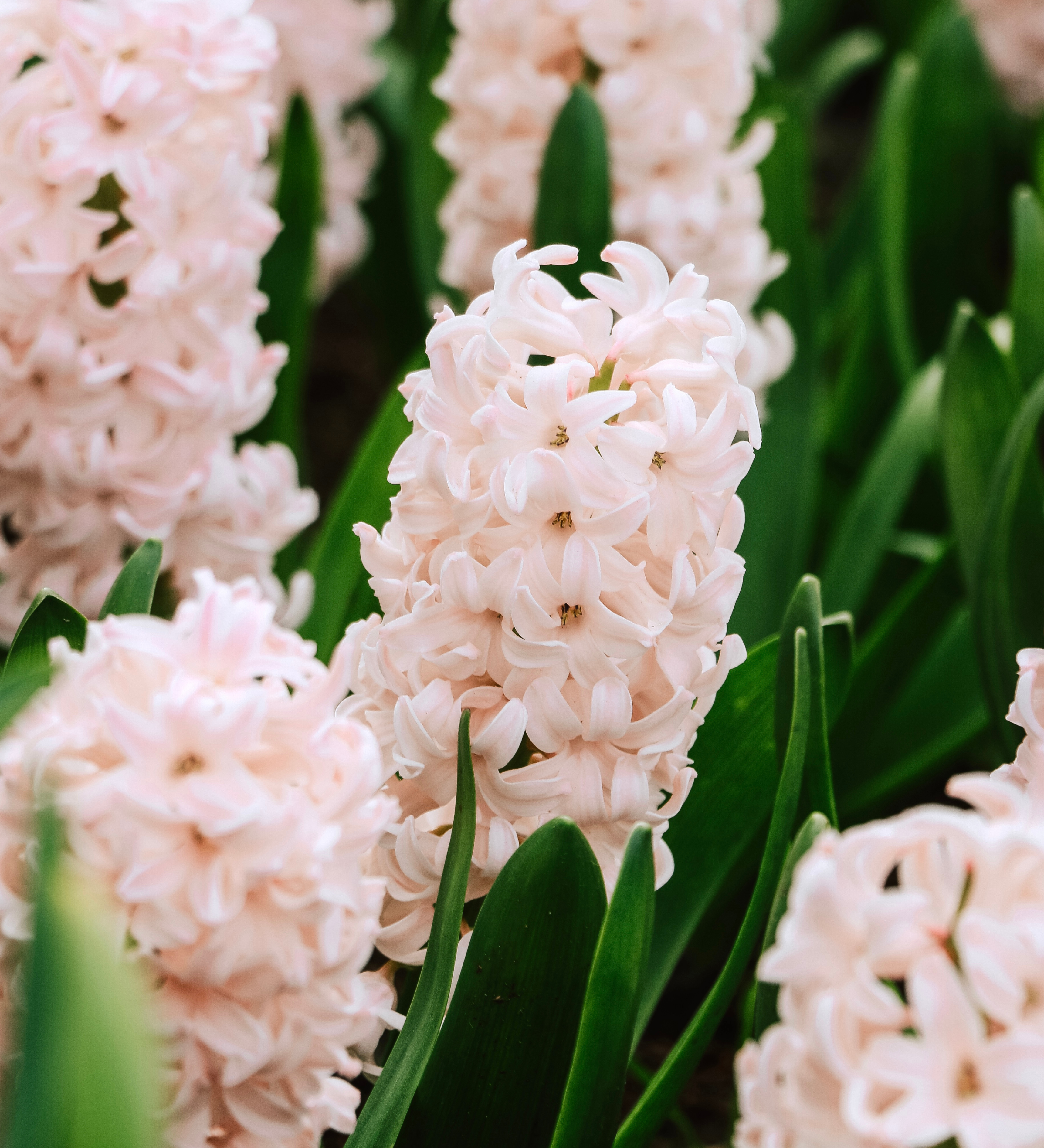 Hyacinthus orientalis 'China Pink'
