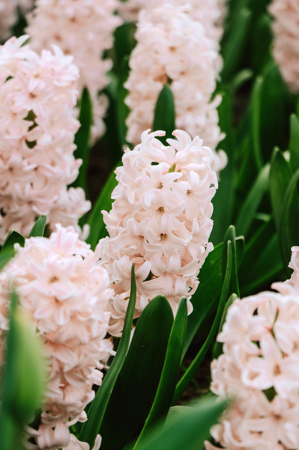 Hyacinthus orientalis 'China Pink'