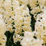 Hyacinthus orientalis 'Gipsy Princess'