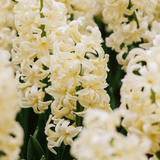 Hyacinthus orientalis 'Gipsy Princess'