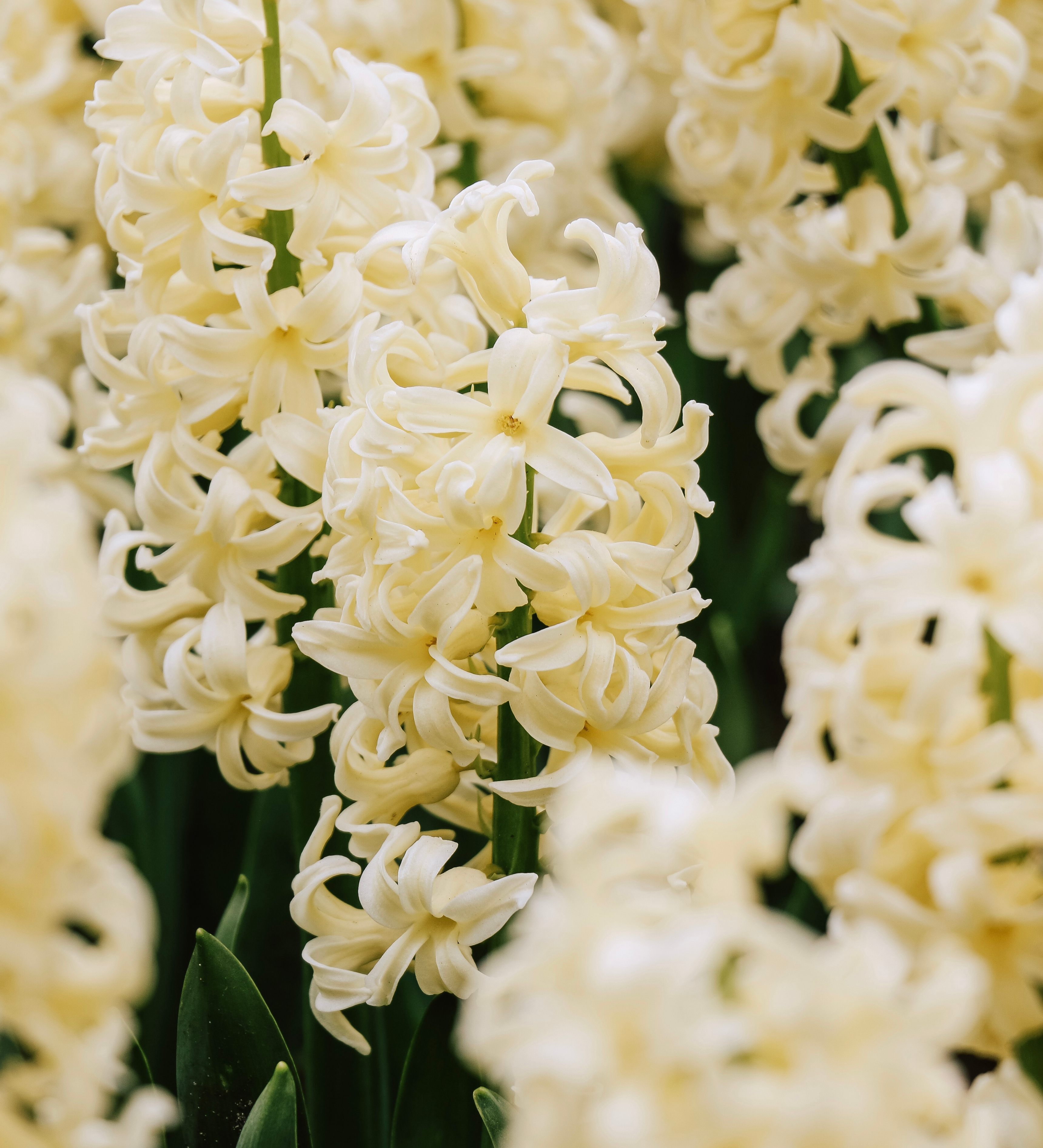 Hyacinthus orientalis 'Gipsy Princess'