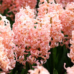 Hyacinthus orientalis 'Gipsy Queen'