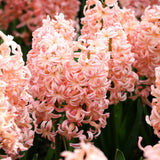 Hyacinthus orientalis 'Gipsy Queen'