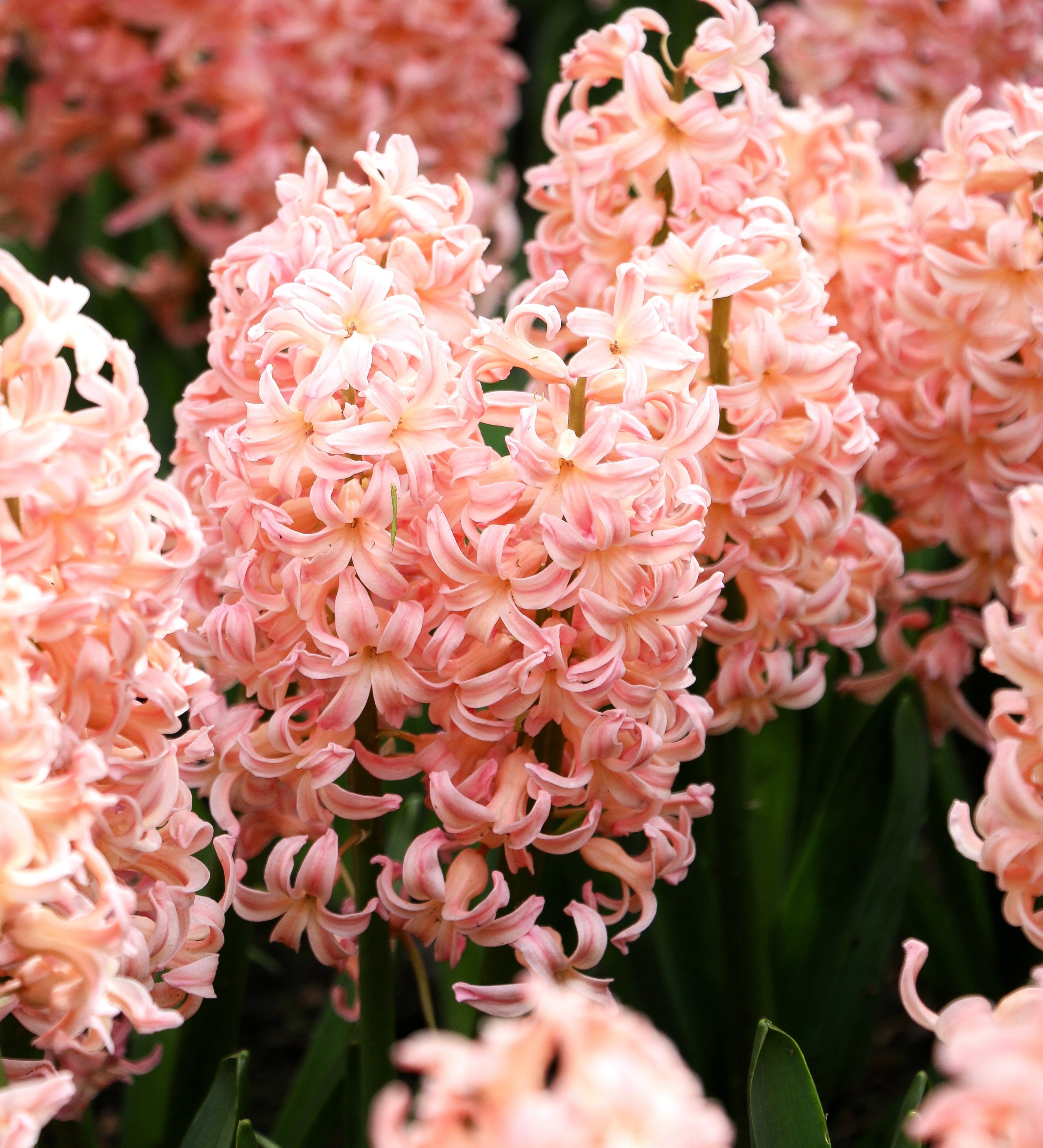 Hyacinthus orientalis 'Gipsy Queen'