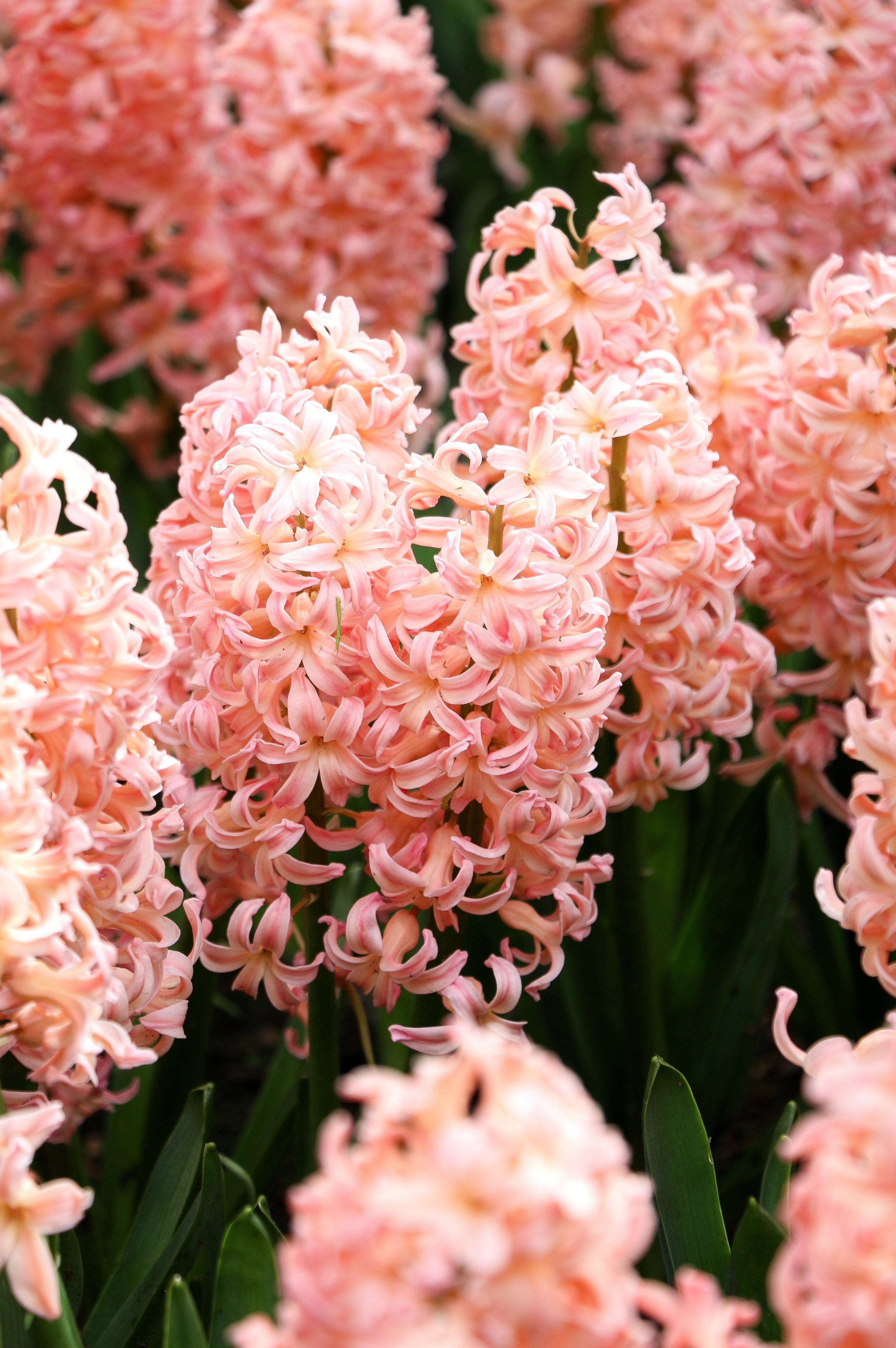 Hyacinthus orientalis 'Gipsy Queen'