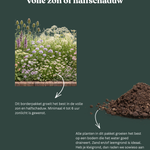 Borderpakket: inheems-Angelo