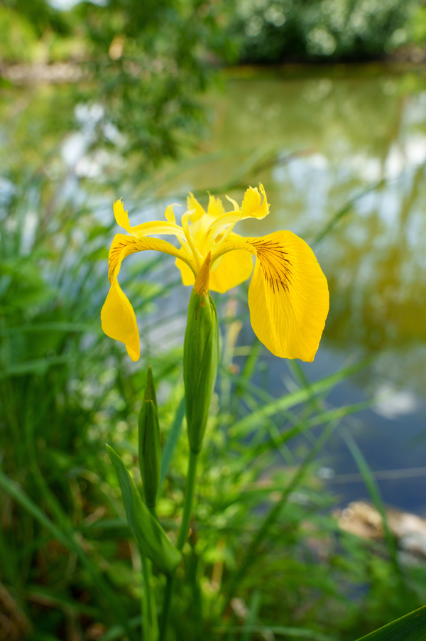 Iris pseudacorus