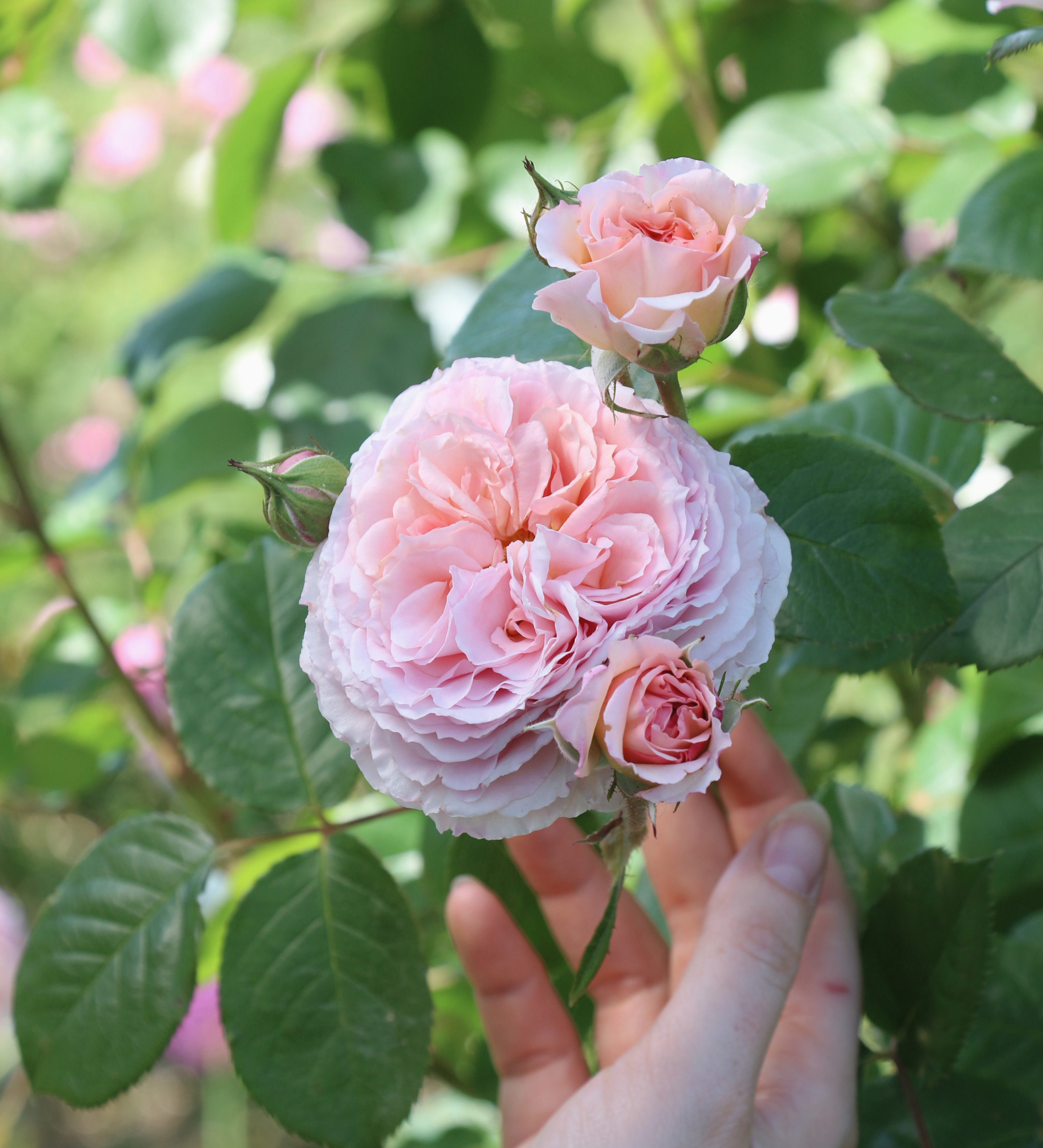 Ontdek onze rozen