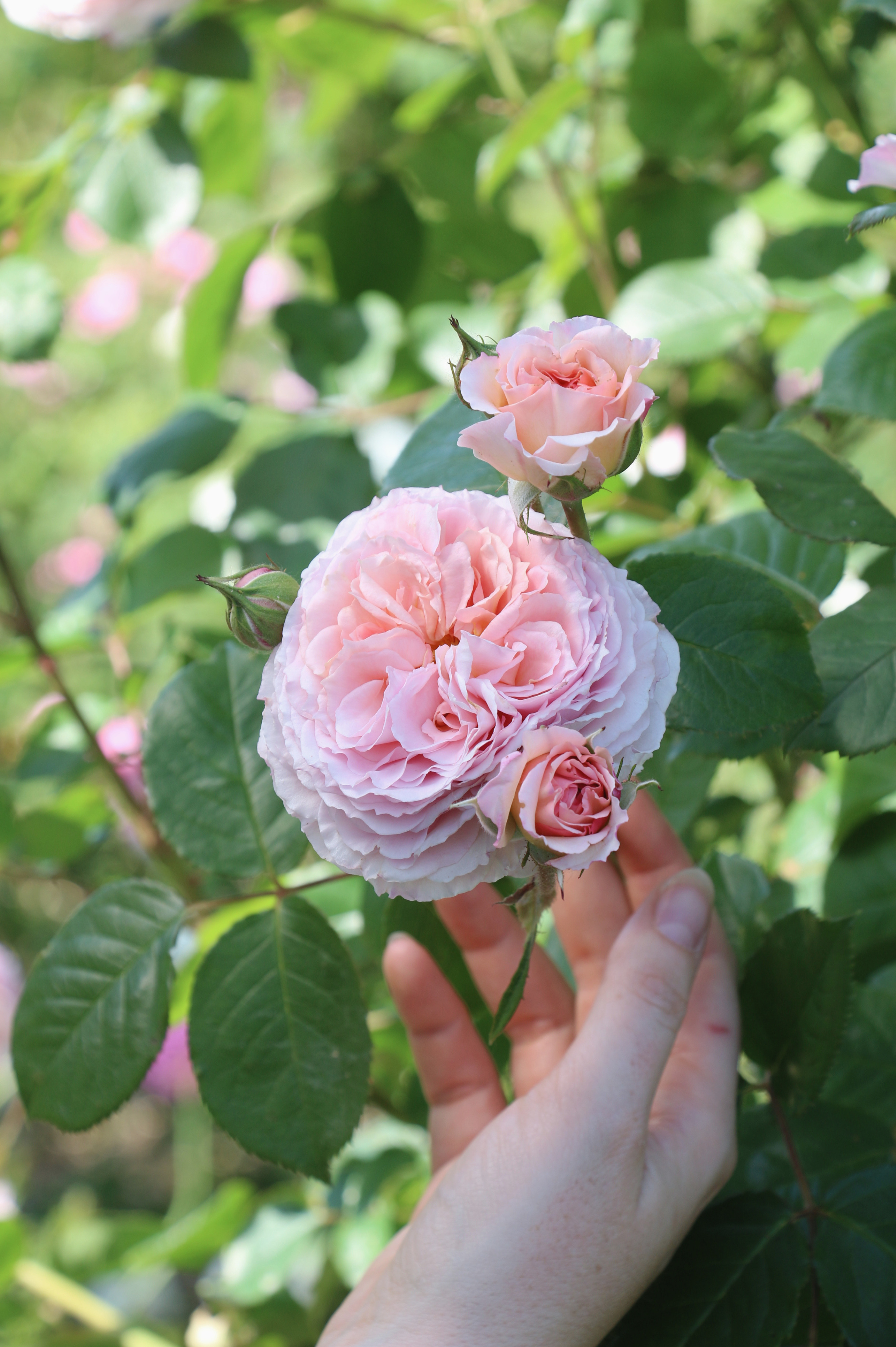 Klimroos 'James Galway'