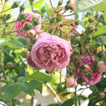Klimroos 'Jasmina'