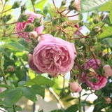 Klimroos 'Jasmina'