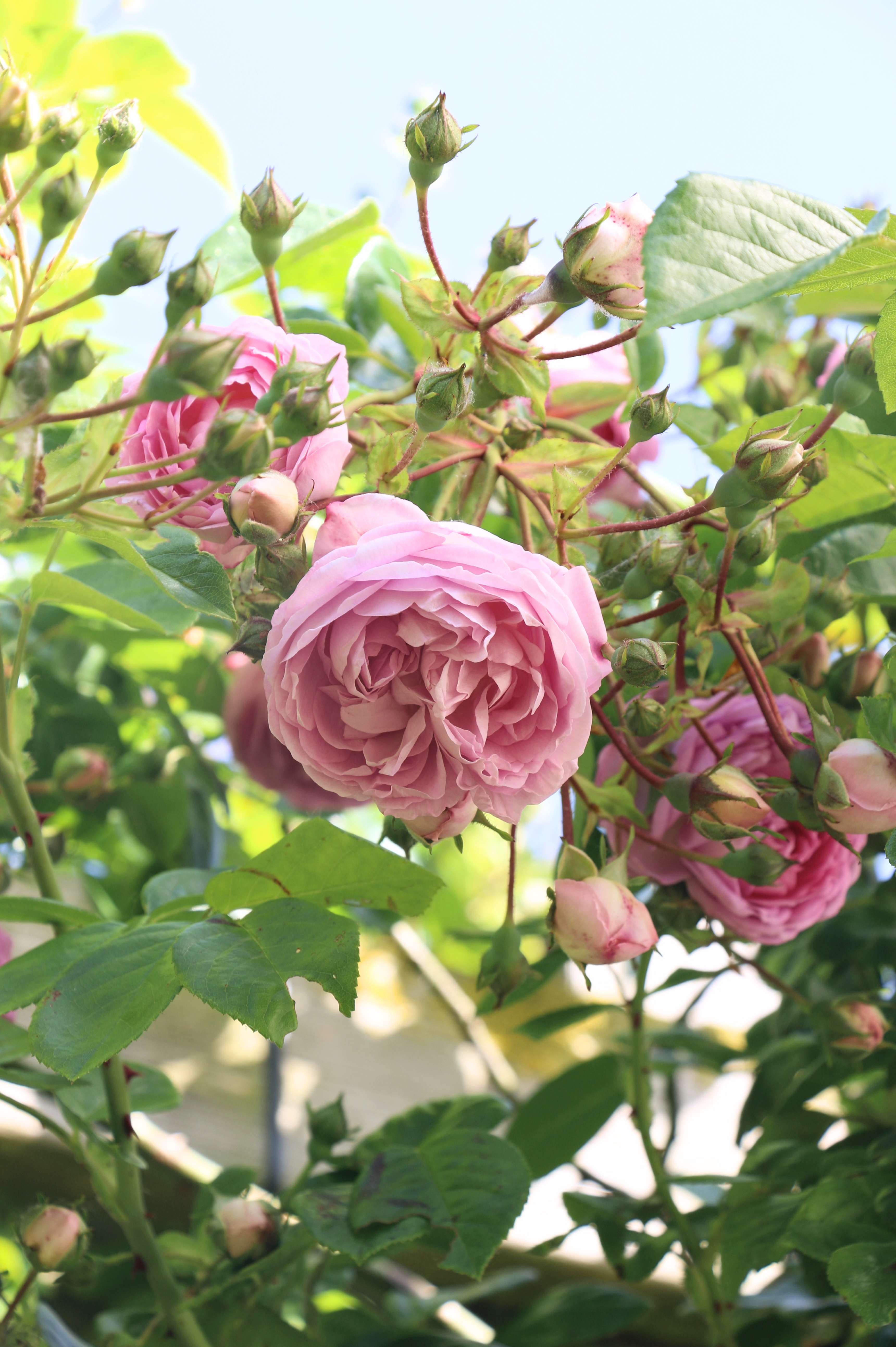 Klimroos 'Jasmina'