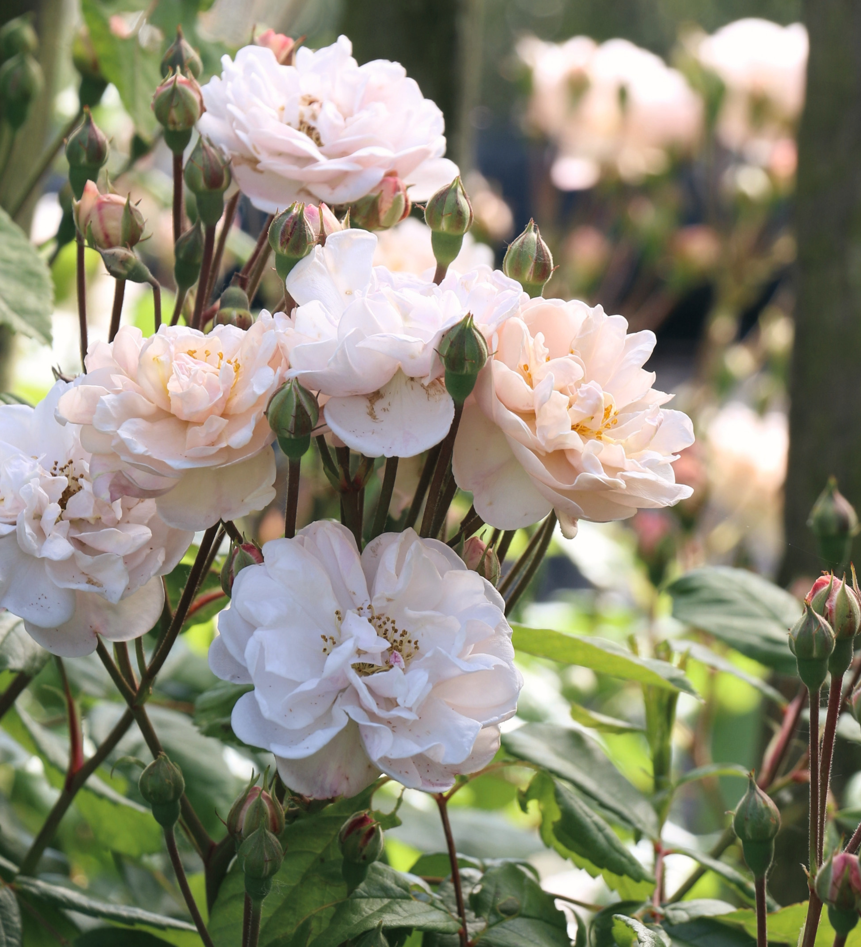 Ontdek onze rozen