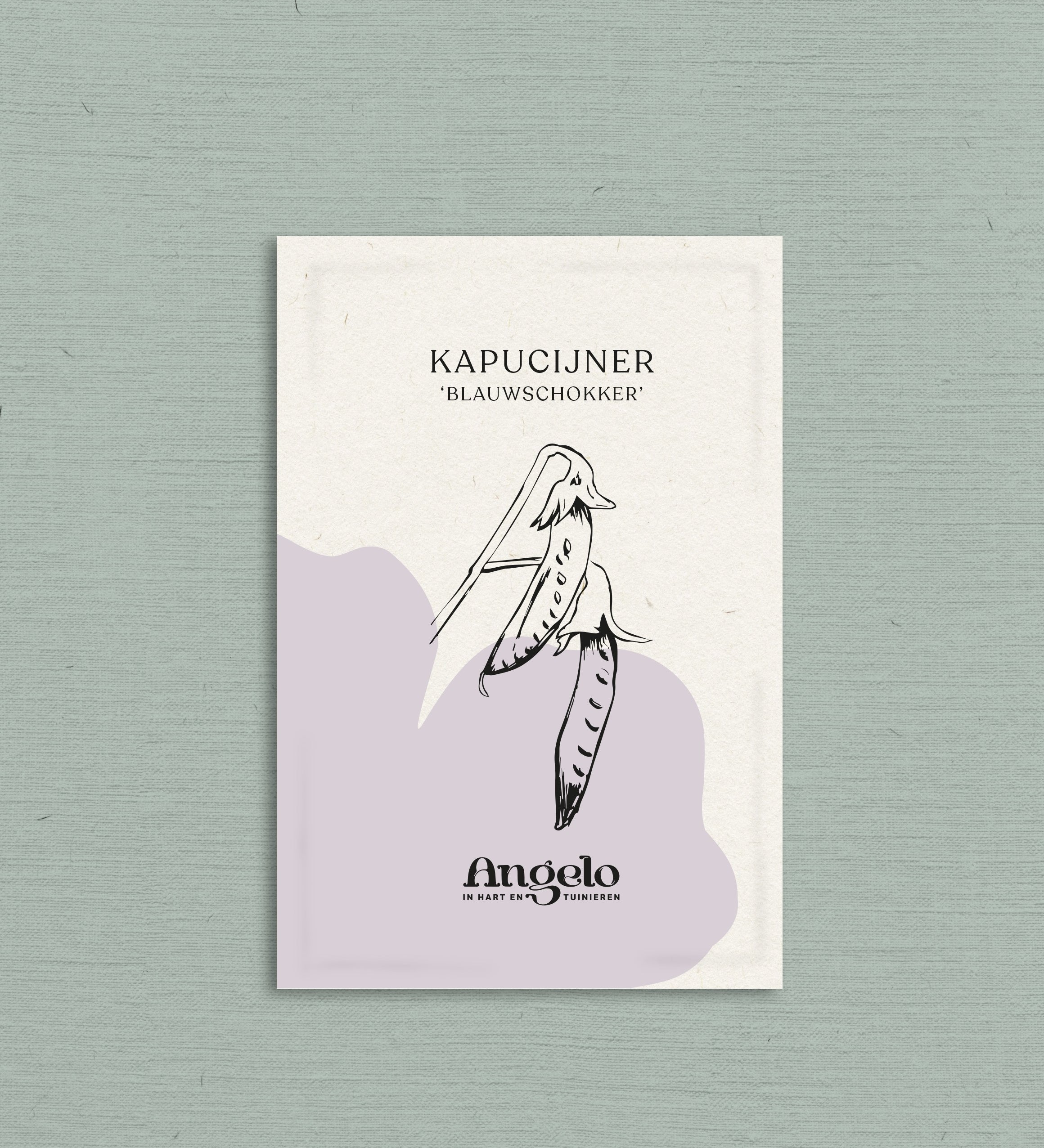 Kapucijner 'Blauwschokker'-Angelo