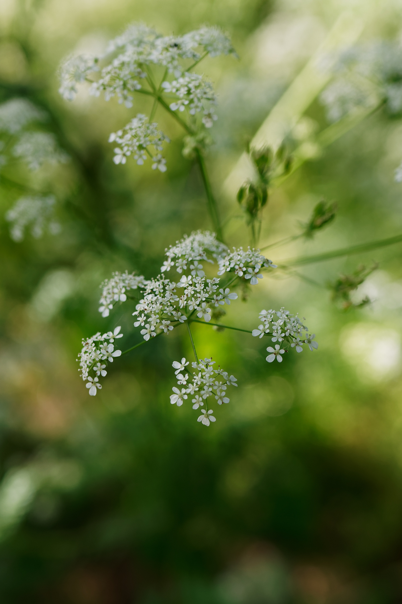 Chervil