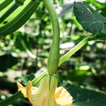 Klimcourgette 'Tromba Albenga'-Angelo