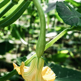 Klimcourgette 'Tromba Albenga'-Angelo