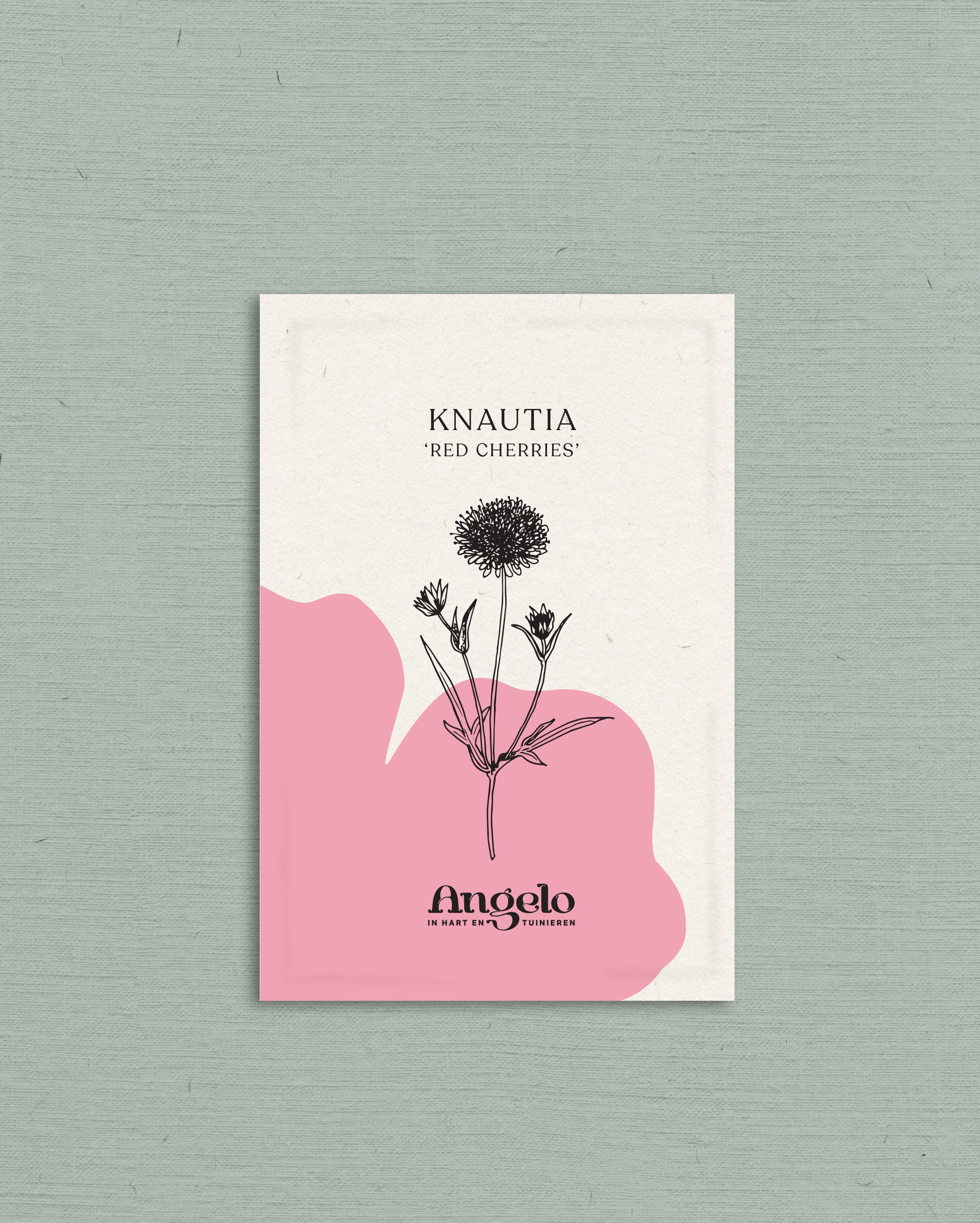 Knautia macedonica &