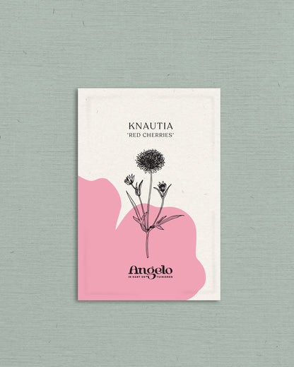 Knautia macedonica &