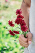 Knautia macedonica &