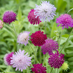 Knautia macedonia 'watercolours'-Angelo