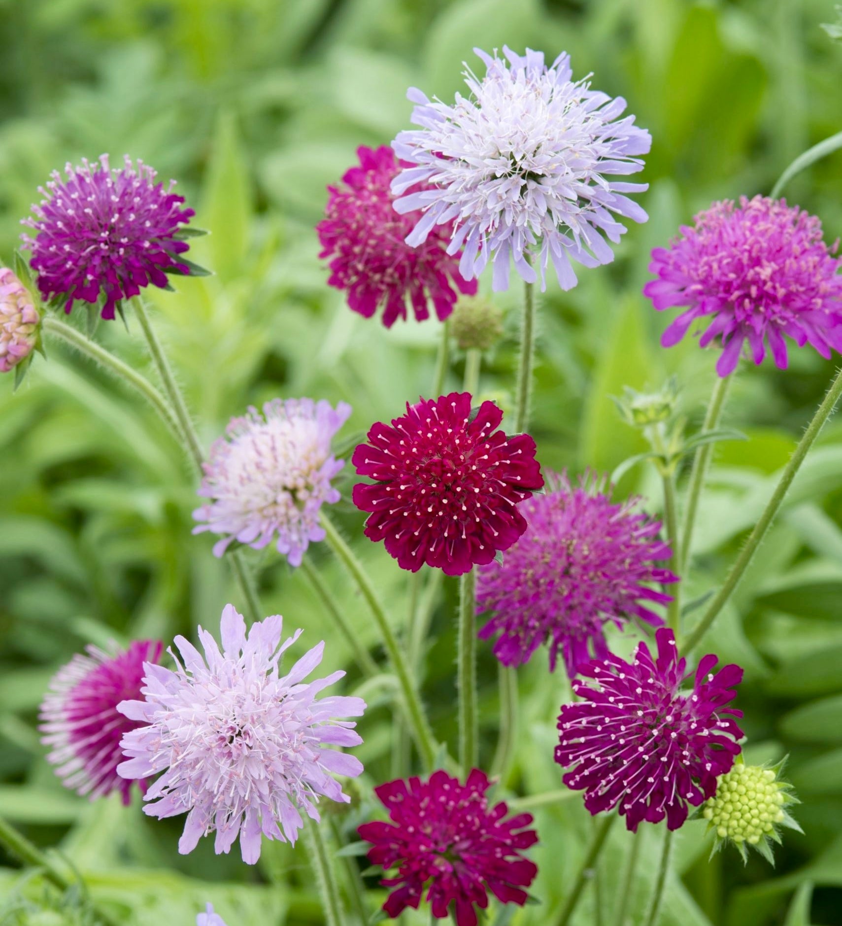 Knautia macedonia 'watercolours'-Angelo