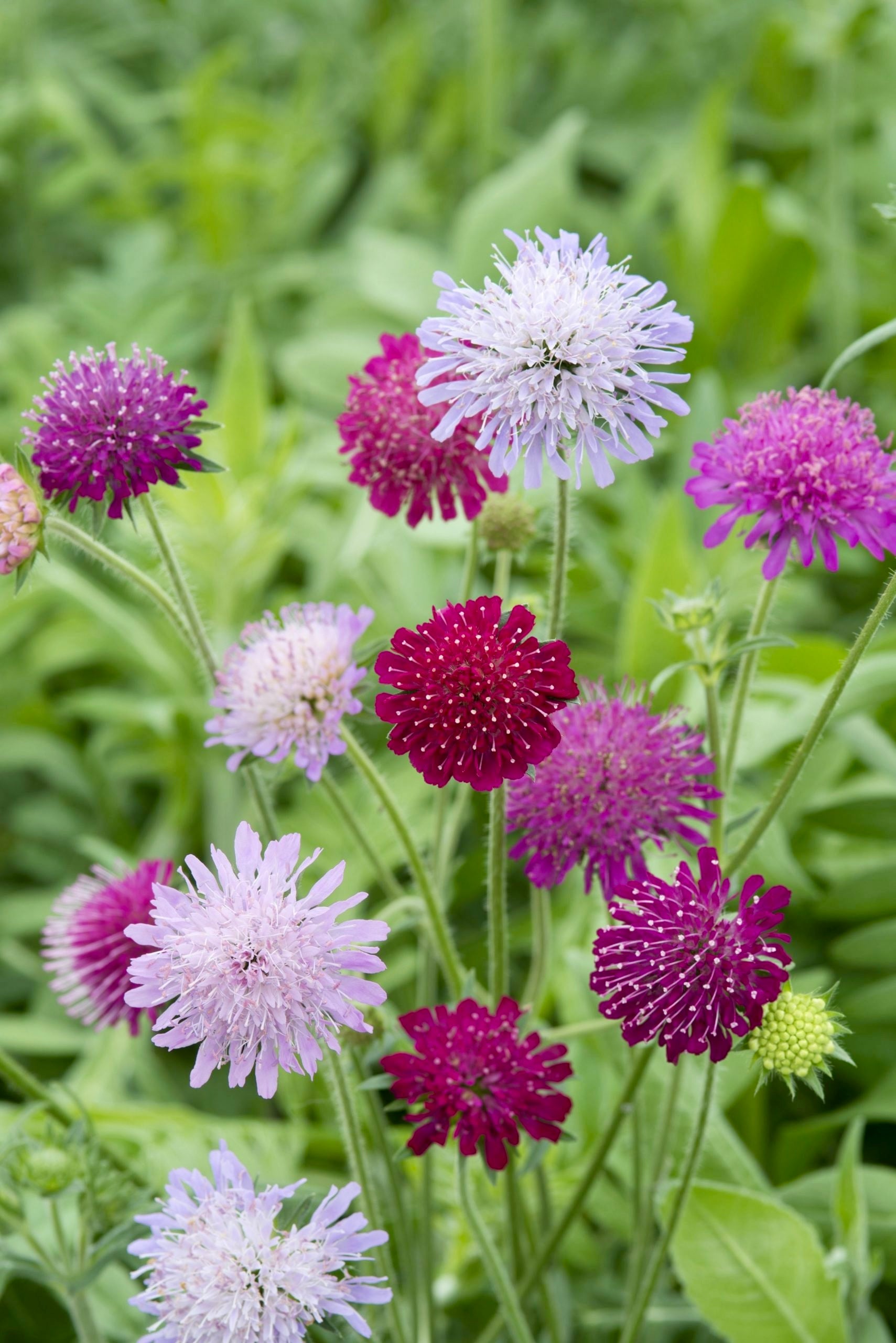 Knautia macedonia 'watercolours'-Angelo