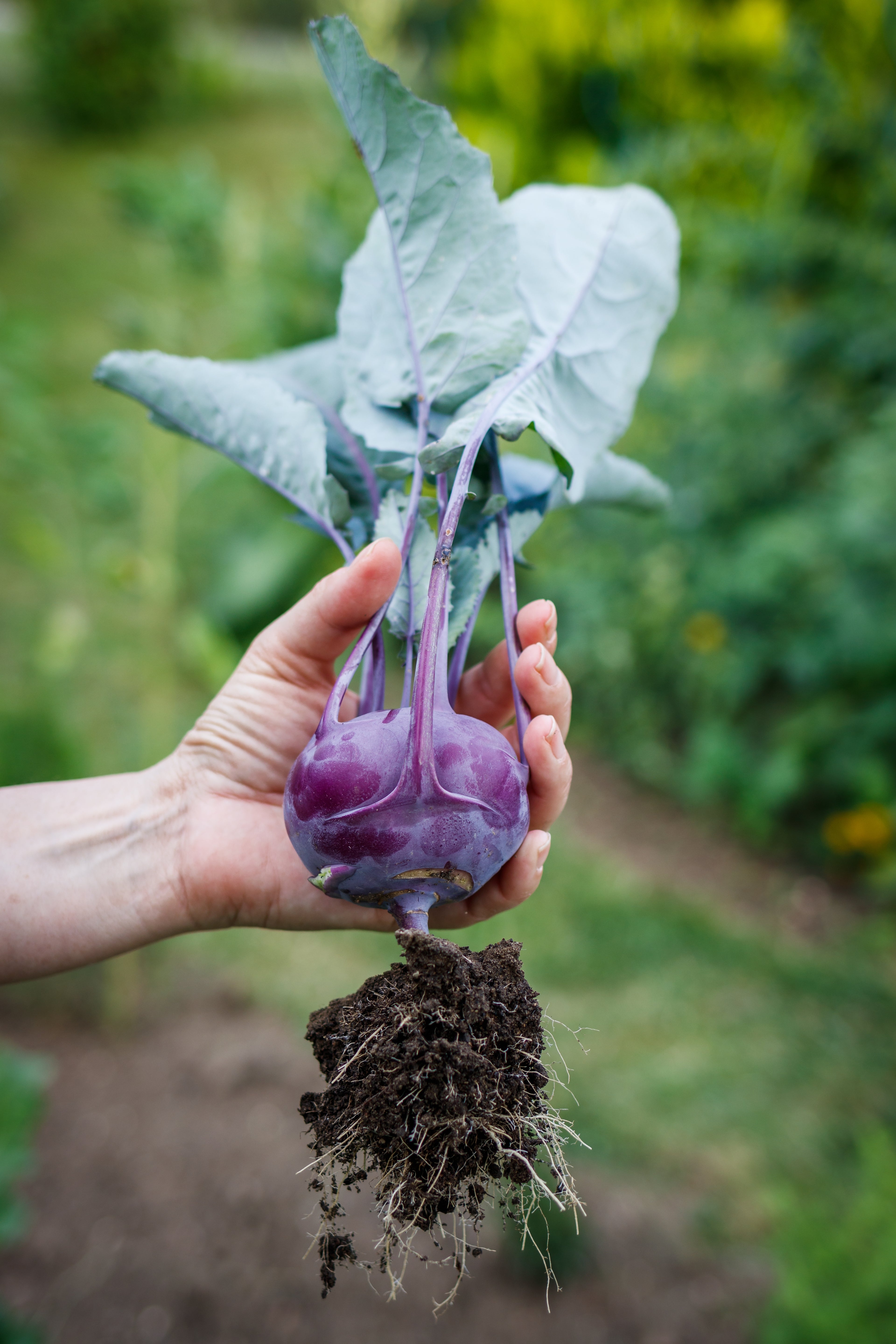 Kohlrabi &