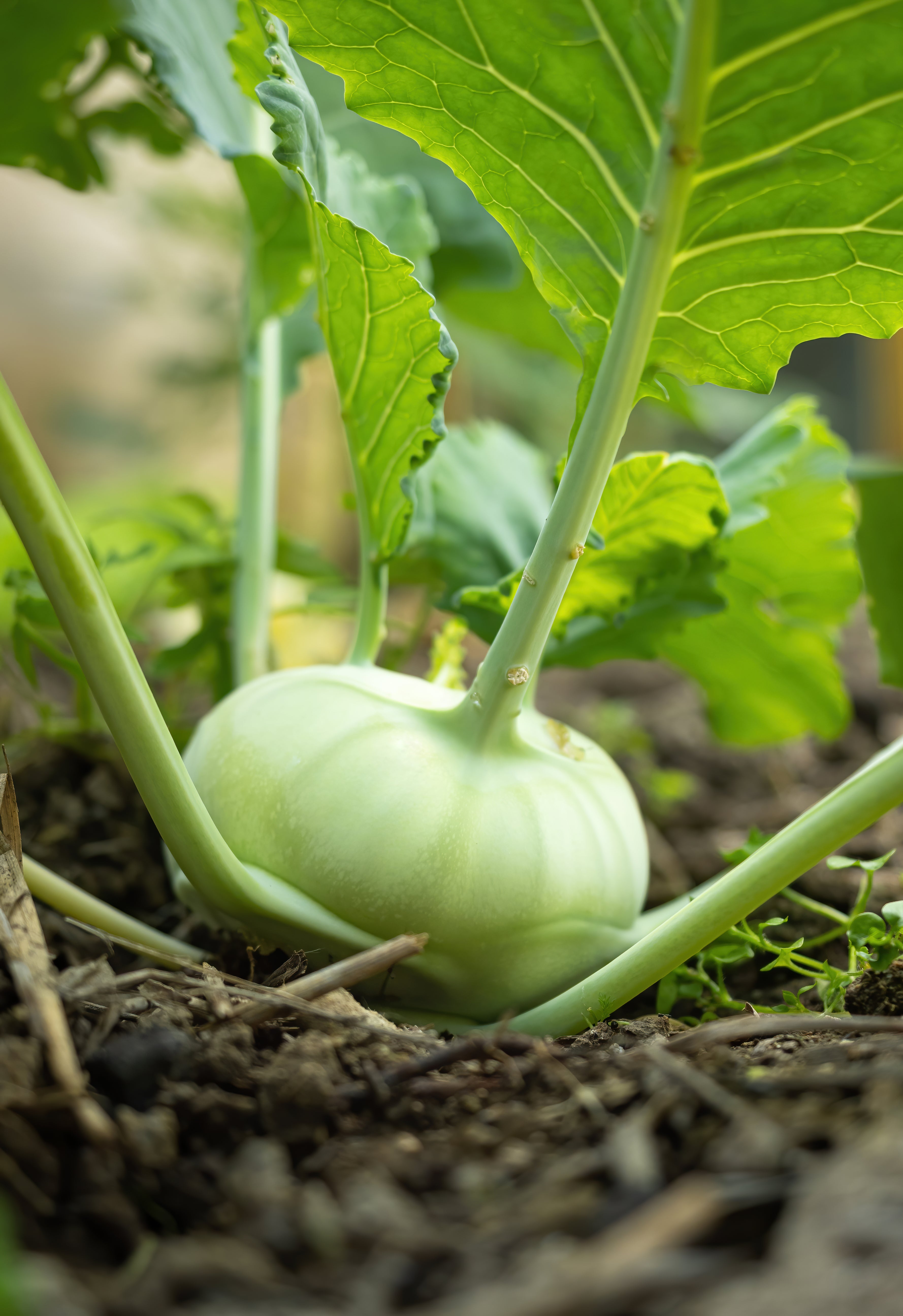 Kohlrabi &