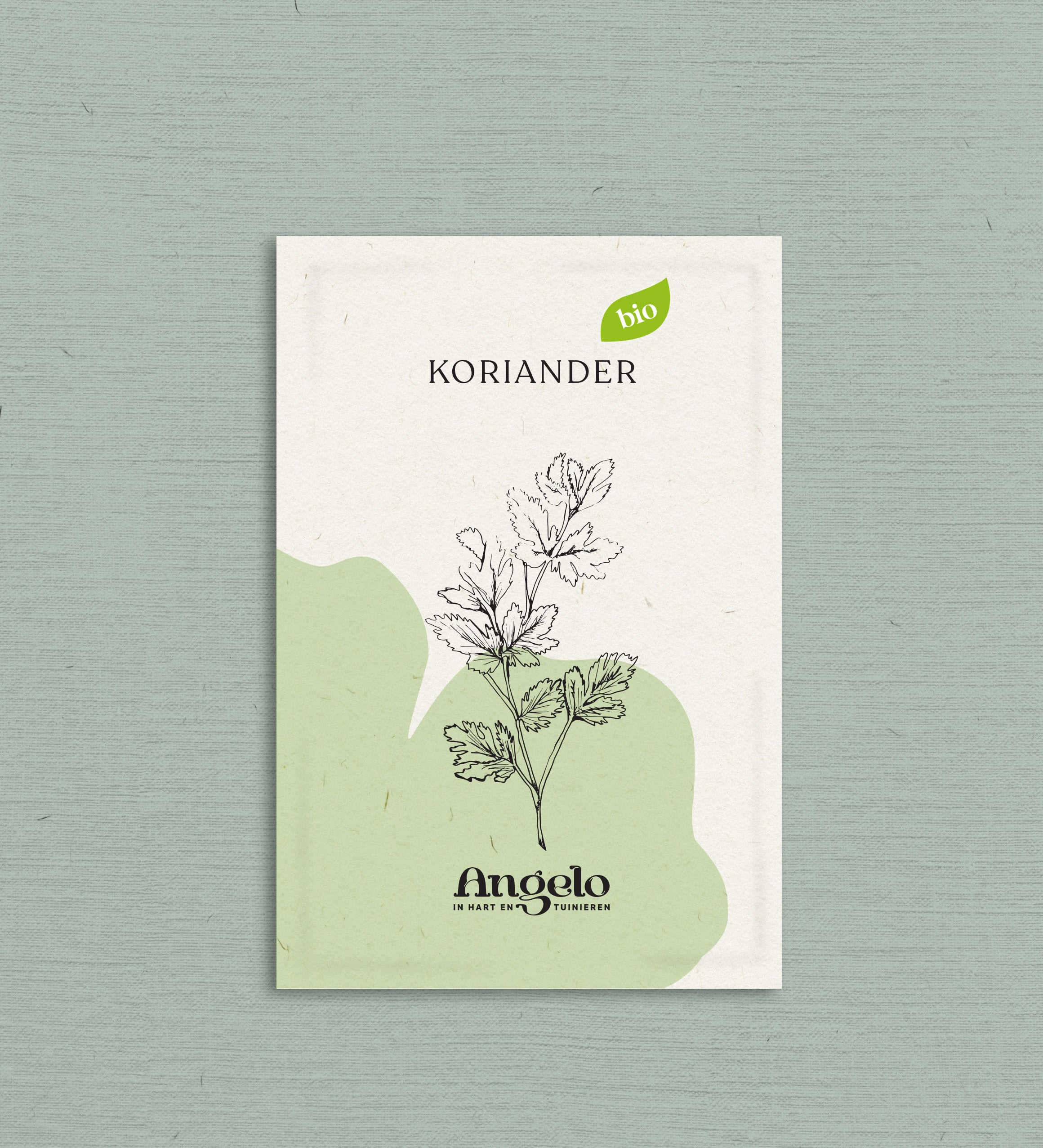 Koriander-Angelo