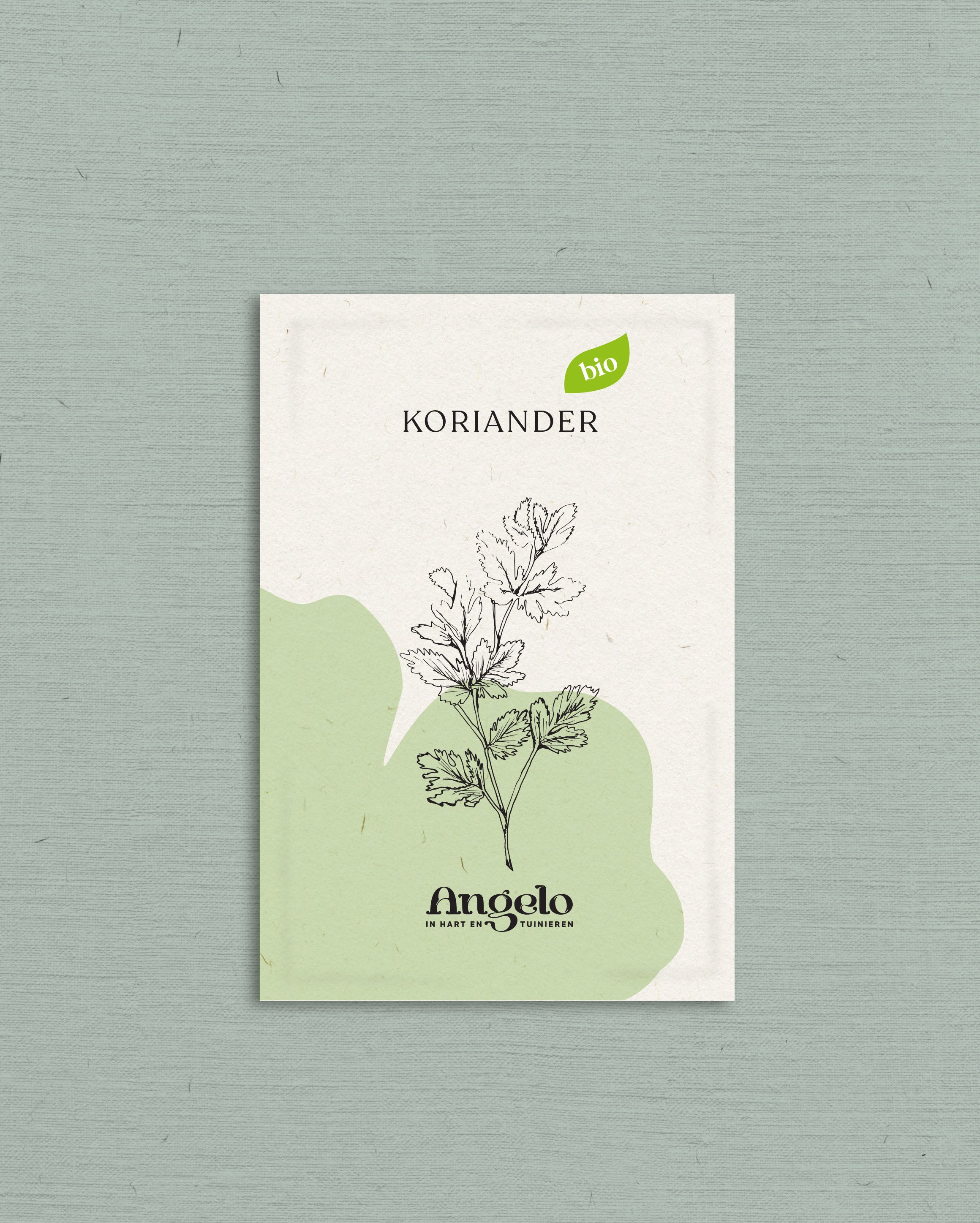 Koriander-Angelo