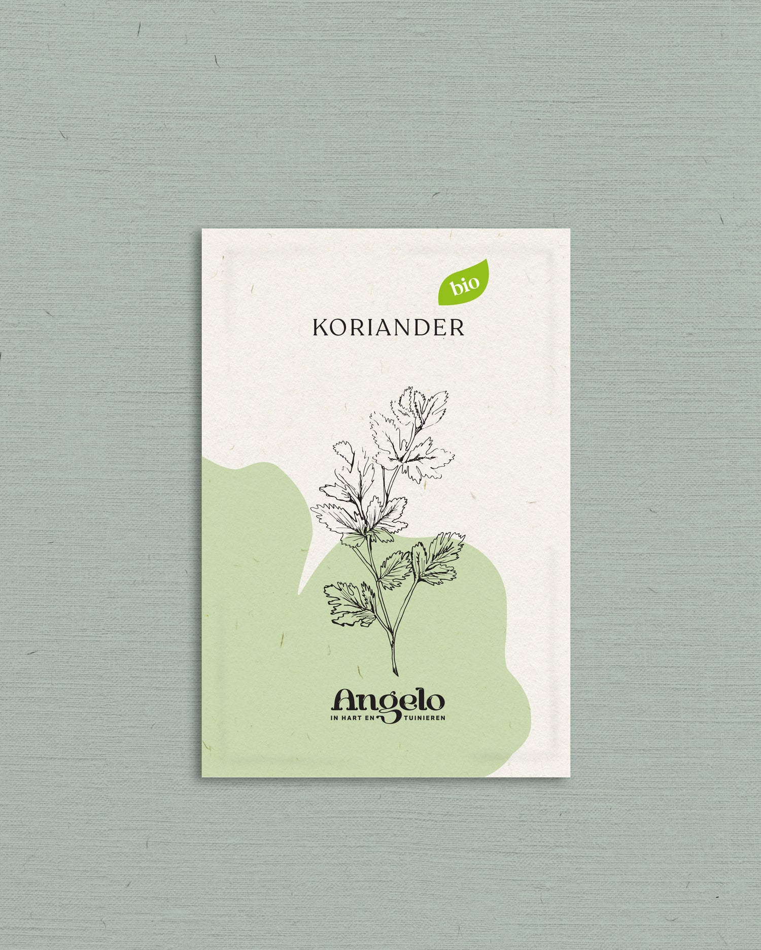Koriander-Angelo