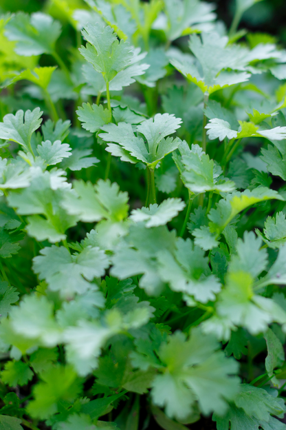 Coriander